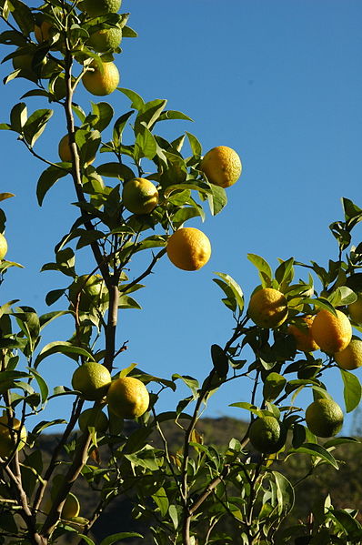 Lemon trees are one of the most useful plants to have in the garden. 