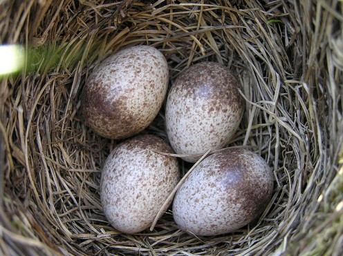 Skylark eggs