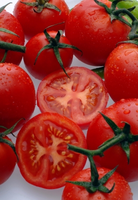 Growing Organic Tomatoes