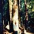 Muir Woods Muir Woods