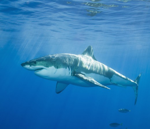 Shark