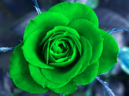 Green Rose, Blue Rose, Yellow Rose: Roses in Different Colors | HubPages