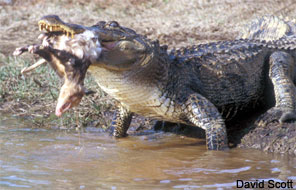 American Alligator feeding.