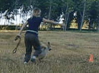 Train your dog the "find it " command