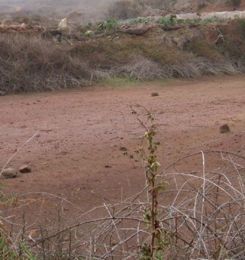 Pond at Erjos dried up in the winter drought 2012. Photo by Steve Andrews