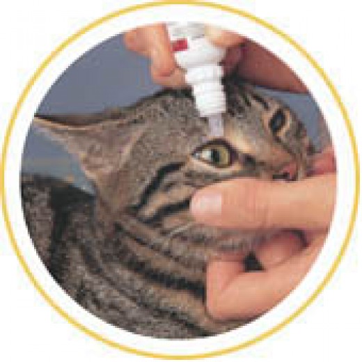 Can You Flush A Cat S Eye With Saline Solution