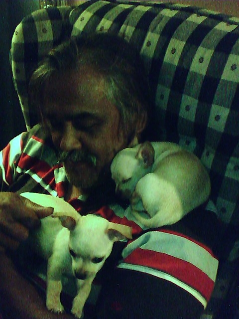 My husband doesn't know I posted this picture of him with the chihuahua puppies. This is what he gets for my sleepless nights!