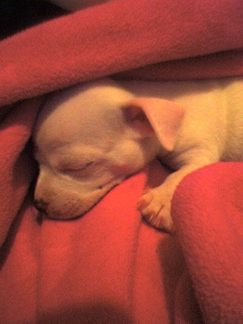 Just how can you resist a chihuahua puppy sleeping? (but gosh can't they take more naps?...sigh...)