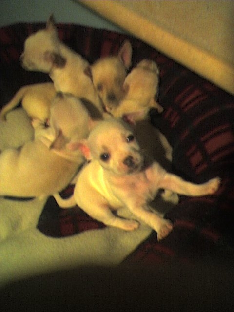 The chihuahua puppies came from a litter of 5