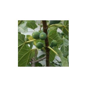 White Kadota Figs
