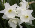 Daffodils In Your Garden, Simple, Pure Beauties