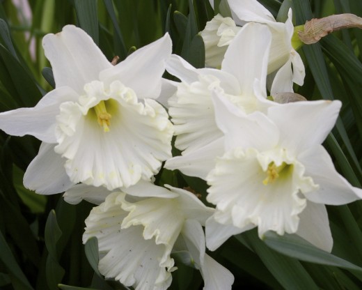 These lovely daffodils look as if they are having a friendly conversation, don't they?