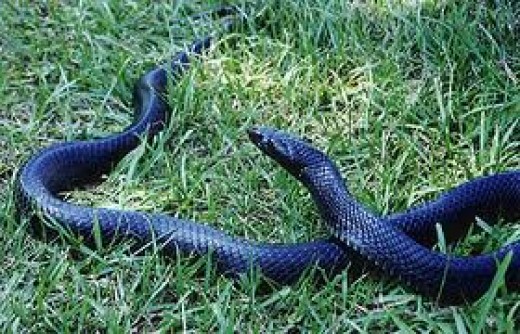 blue indigo snake photos