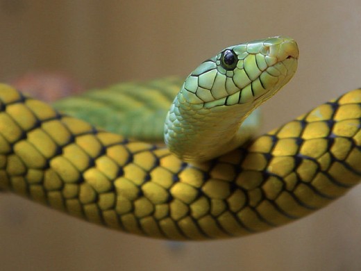 The deadly mamba snake figures prominently at one point in the novel.
