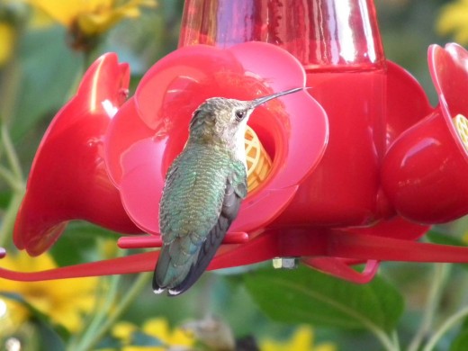 Hummingbird at glass feeder