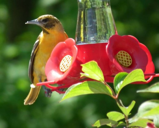 Oriole at feeder