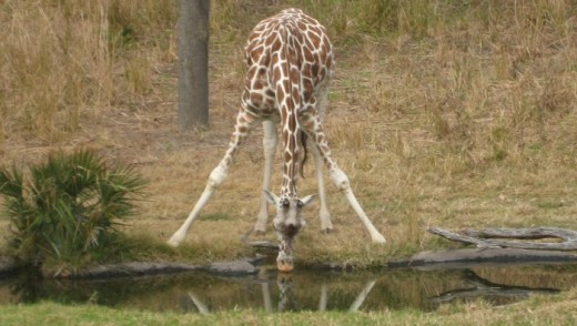 A giraffe from Killamenjaro Safaris.