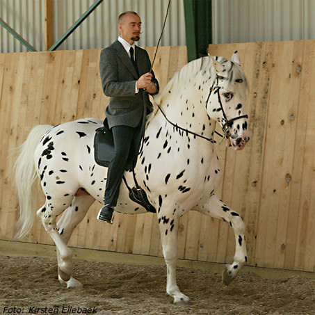 hugin,blind dressage horse