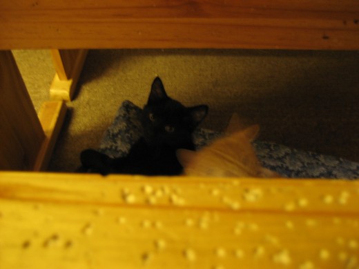Three month old kittens 'Kitty' and 'Sandy' decide under the breakfast table is a good place to curl up.