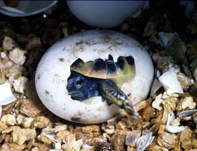 Reptile egg (tortoise)