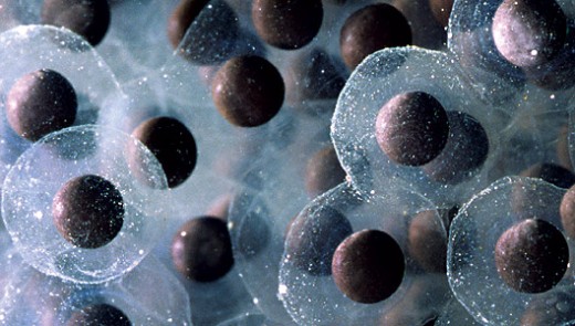Amphibian eggs (frog)