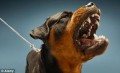 Why You Should Not Adopt An Abused Dog