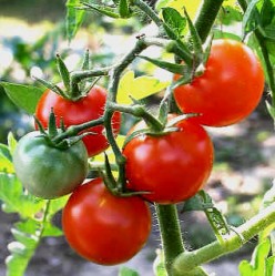 Growing Fantastic, Delicious, Prolific Tomatoes