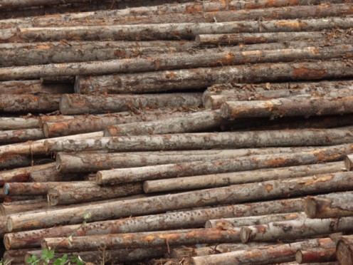 Harvested Timber