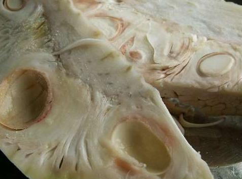 Unripe/Green Jackfruit (Nangka Muda)