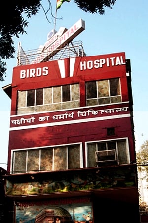 Birds Hospital (Above)