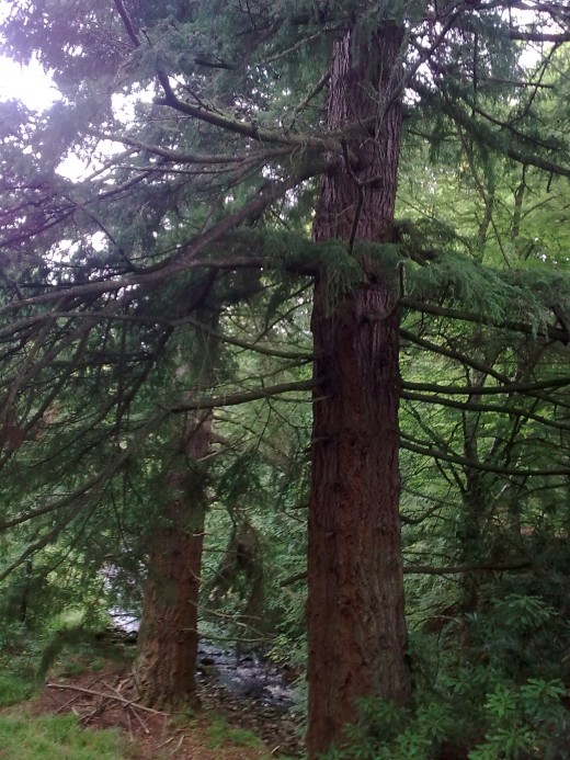 Not big enough to be classed as a forest but a wonderful walk in these woods makes you feel good.