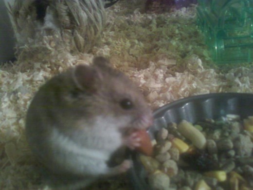 Herbie eating 