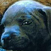 dcristo profile image