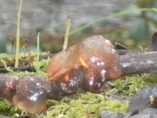 Slime Mould - Dacrymyces chrysospermus