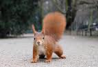 One of the few places in Britain where we still find RED squirrels.