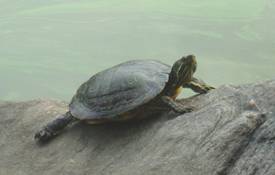 Turtle in The Lake