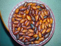 Larva and maggots are the best protein you can catch and eat, so tasty!