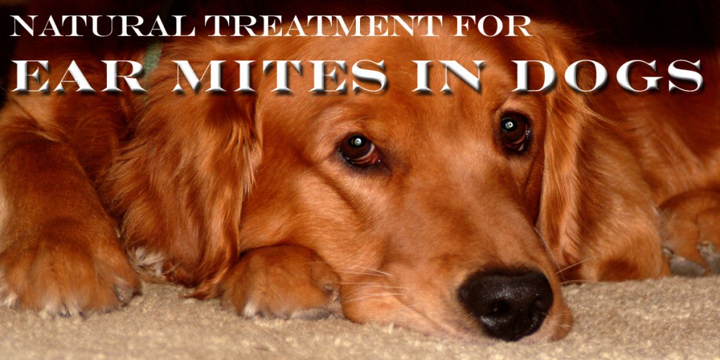 How to Treat Your Dog's Ear Mites Naturally | PetHelpful