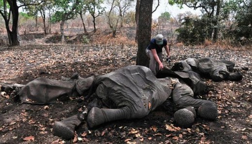 Another dead elephant from Cameroon's Bouba N'Djida National Park