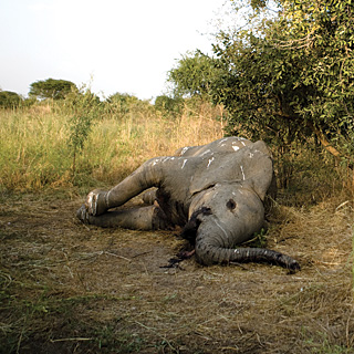 dead elephant in Chad