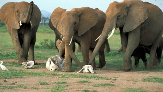 African elephants paying homage to dead relatives