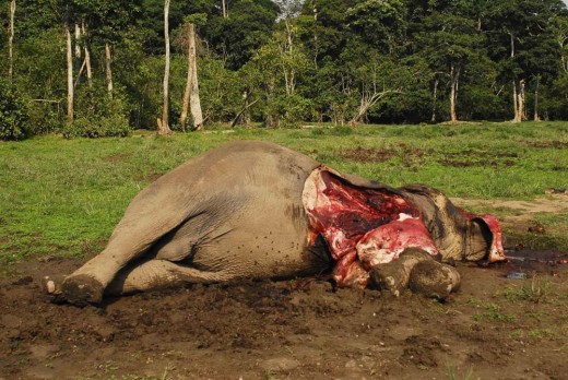 an African elephant left to die after having its face cut off for its tusks