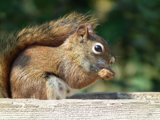 Red Squirrel Enjoying Some Seed