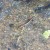 Salamander @ Laurel Falls