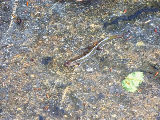 Salamander @ Laurel Falls