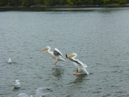 American White Pelicans on Lake of the Woods