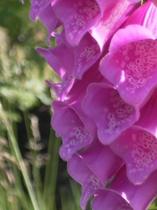 Foxglove