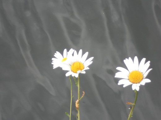 Oxeye Daisy