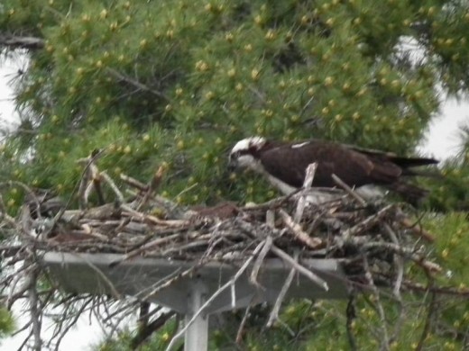 Osprey on Nest in 30,000 Islands, Georgian Bay