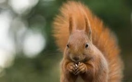 What a joy! To see a red squirrel up close.